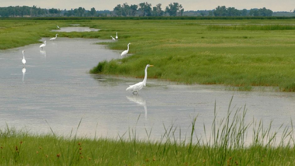 Wetlands with birds