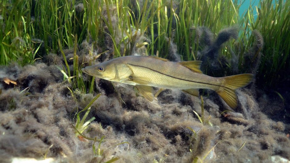 Picture of a common snook (fish) in the river