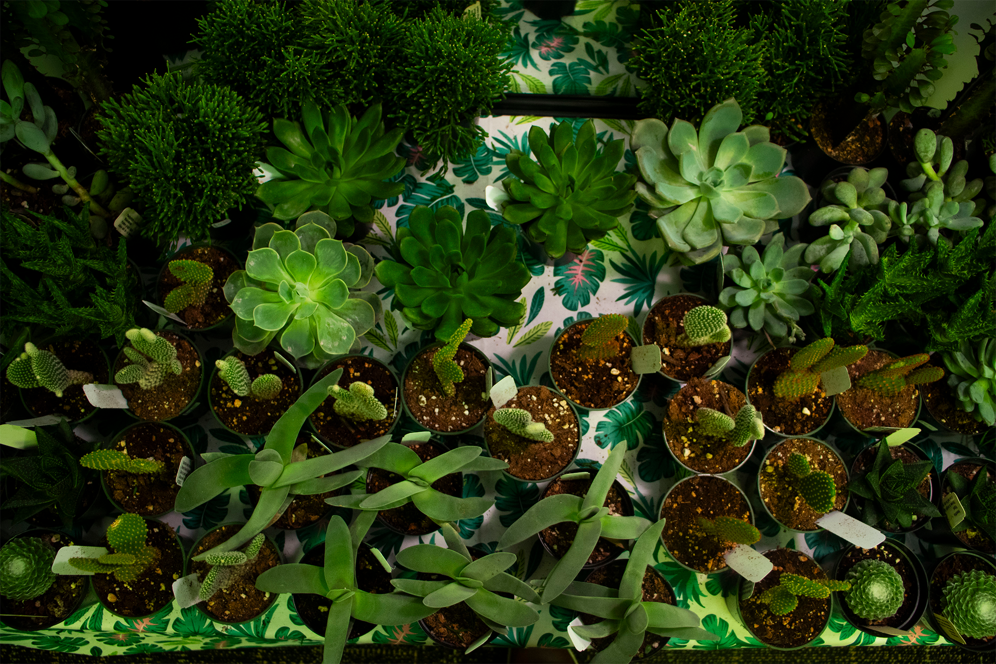 A display of plants within Green Society.