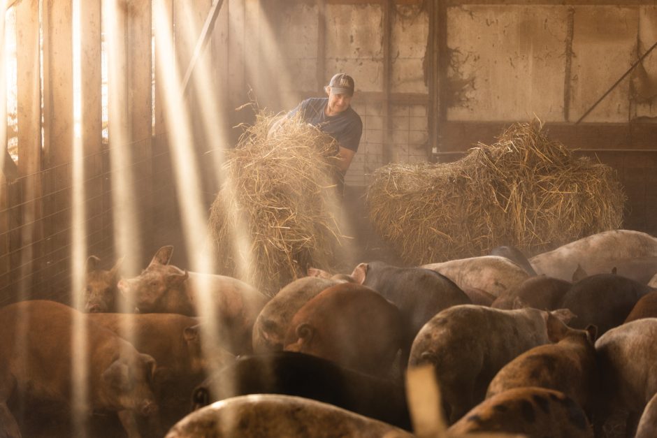 farmer in barn with hogs