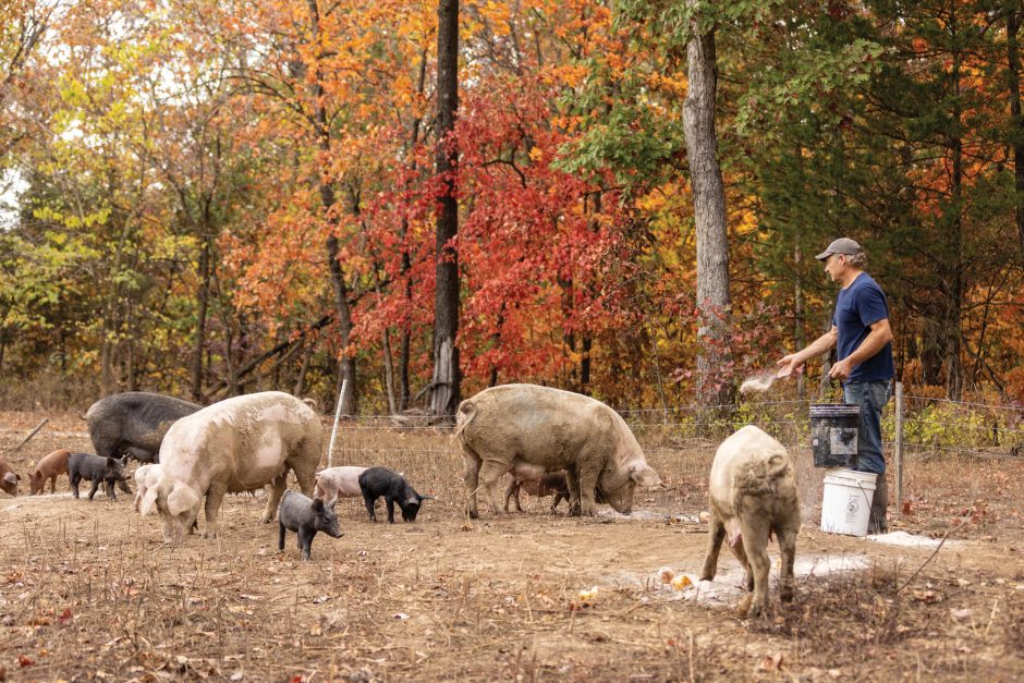 hogs feeding outdoors on farm