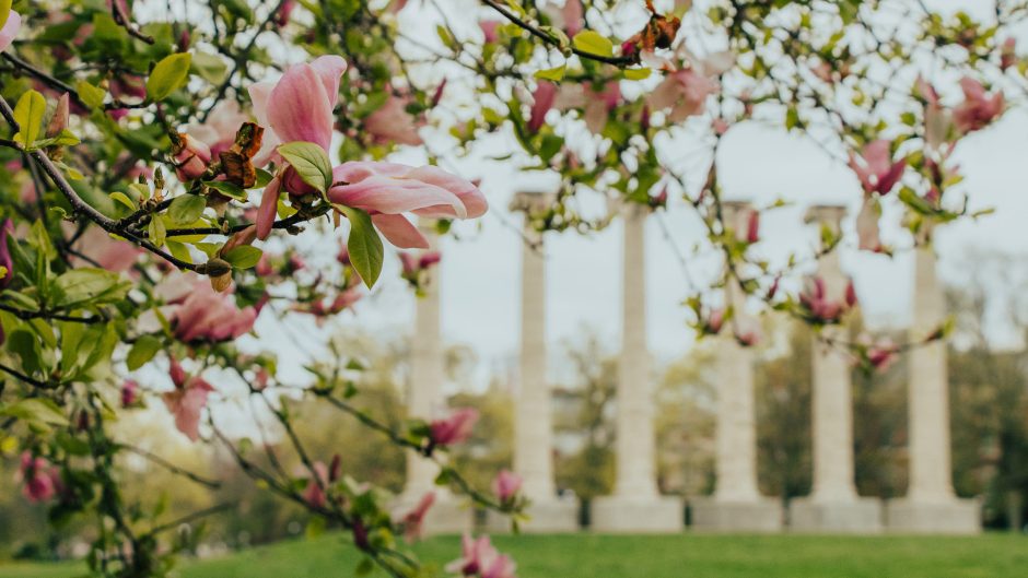 tree flowering with Mizzou's columns in the background