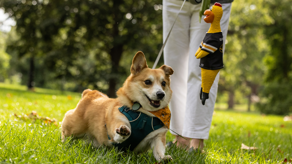 A dog running through Peace Park.