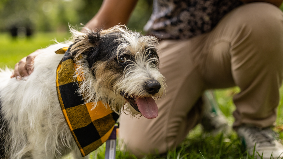 A dog with his owner in Peace Park.