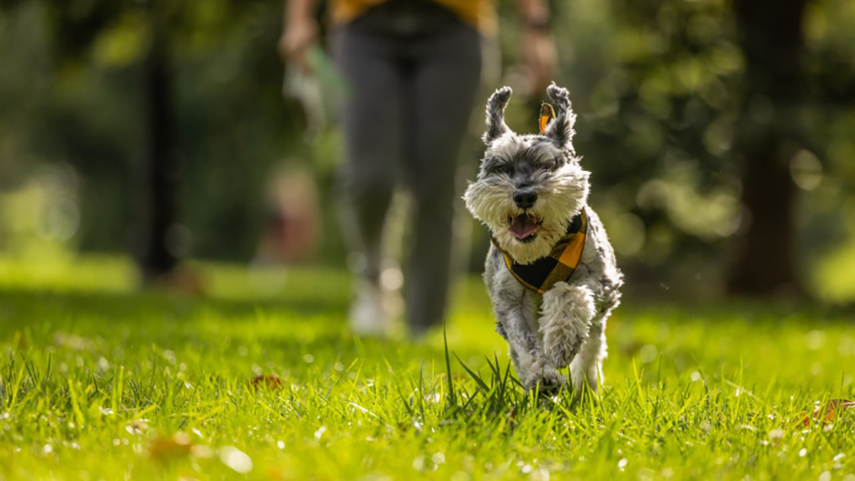 A dog running through Peace Park.