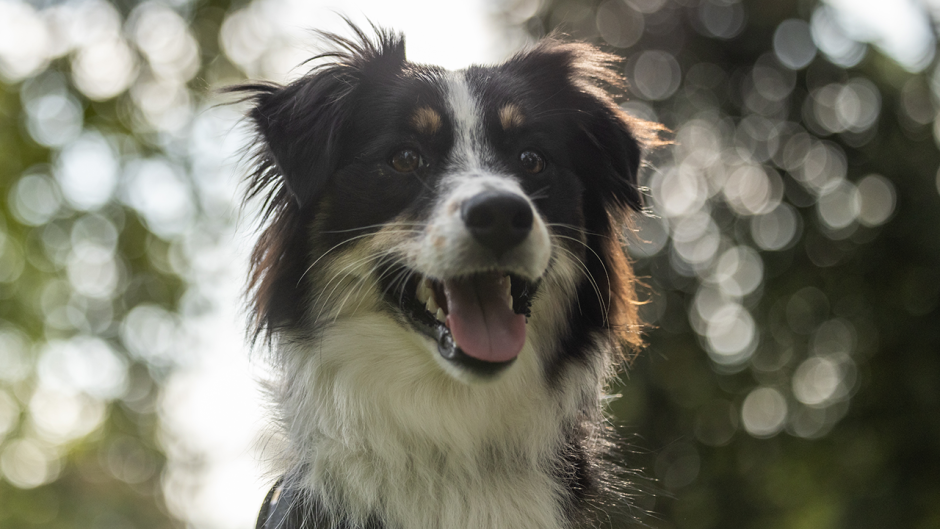 A dog in Peace Park.