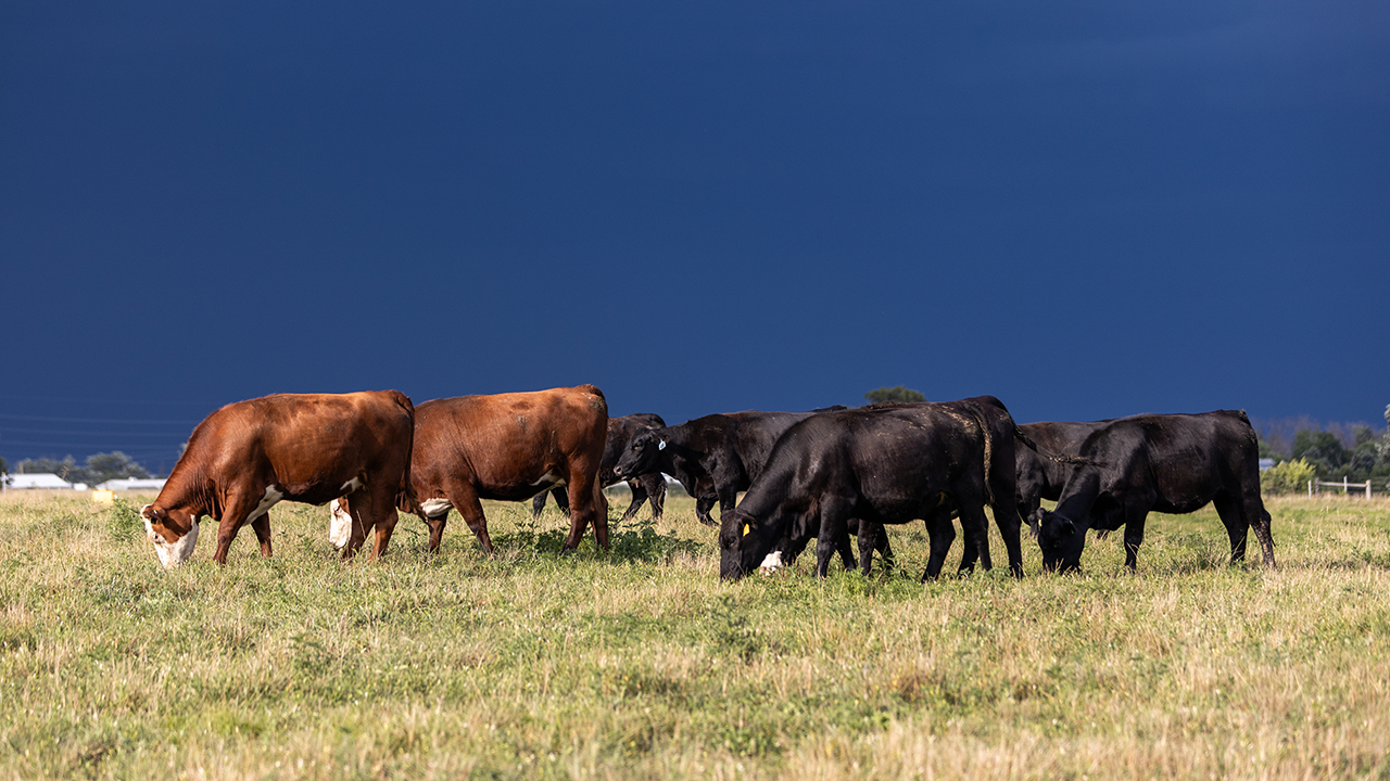 Beef cattle grazing.