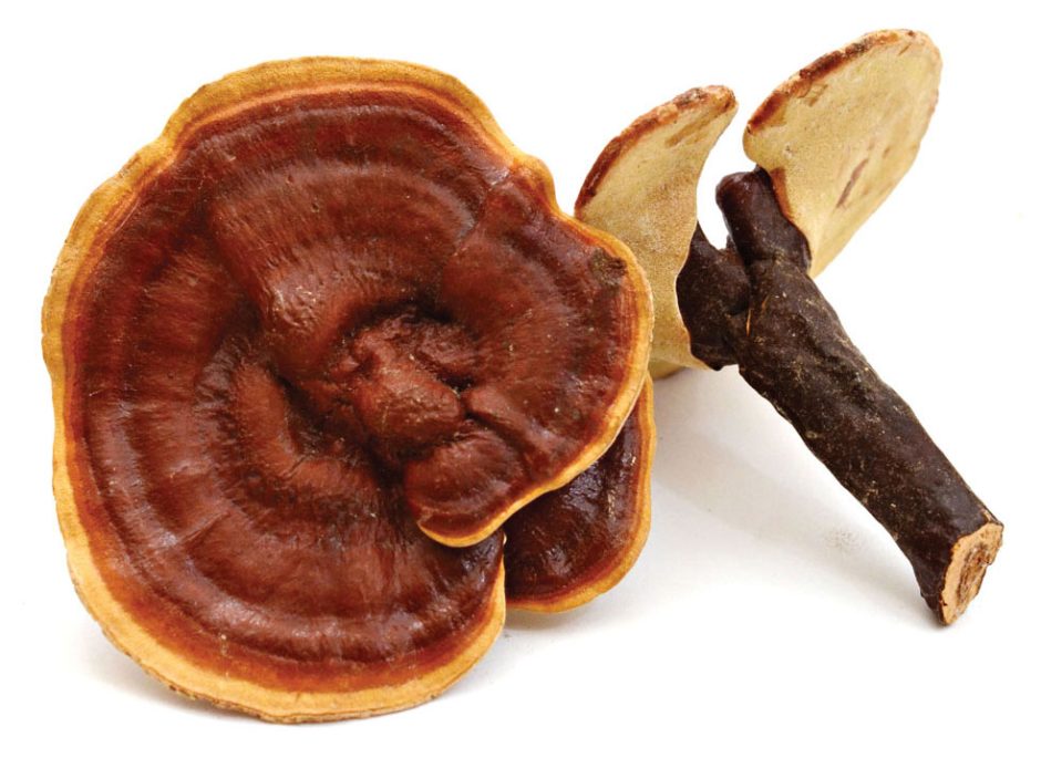 reishi mushrooms