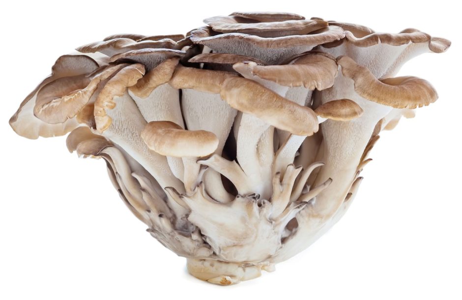 Maitake mushrooms