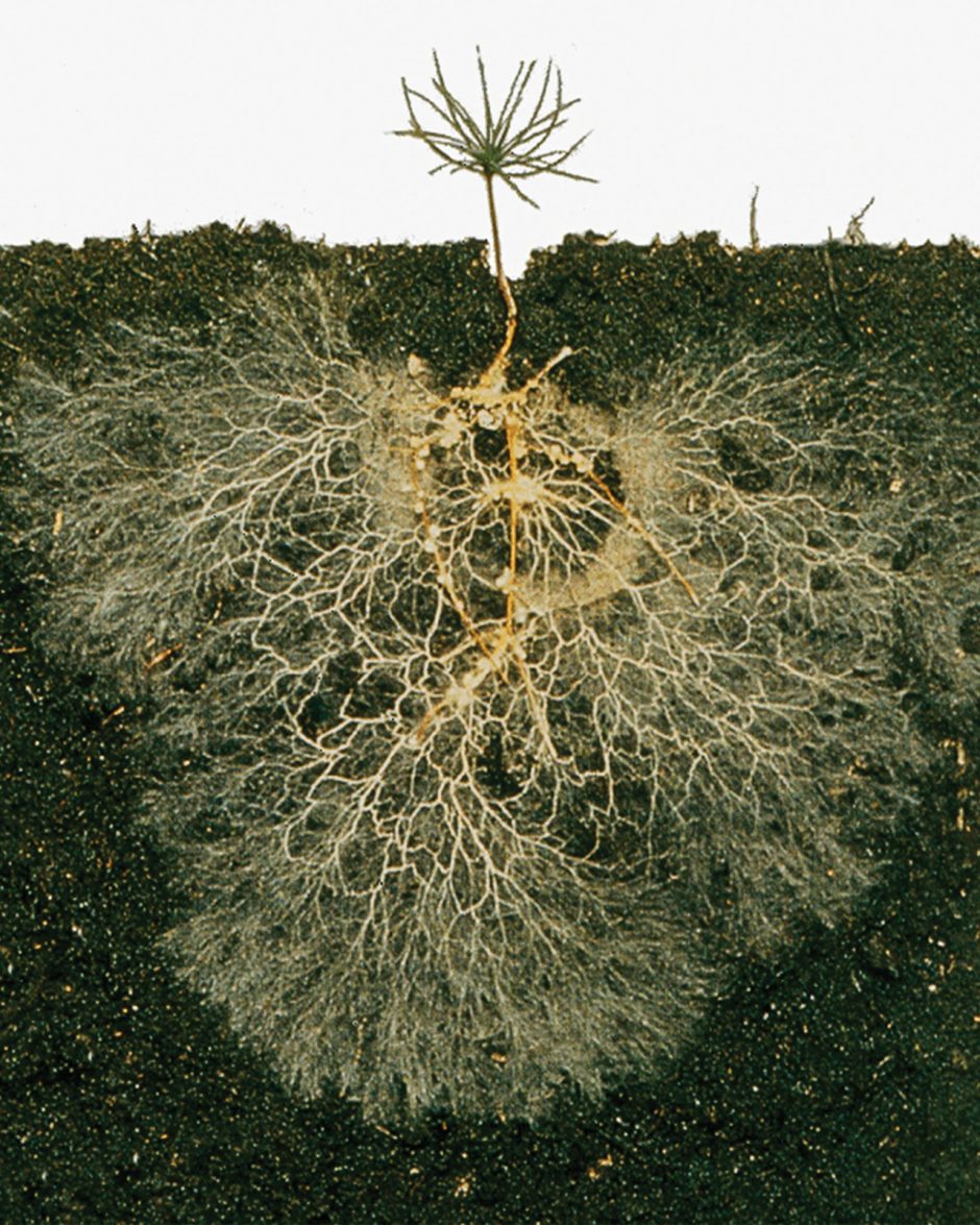 Tree roots with fungi branches