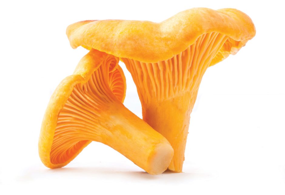 Chanterelle mushrooms