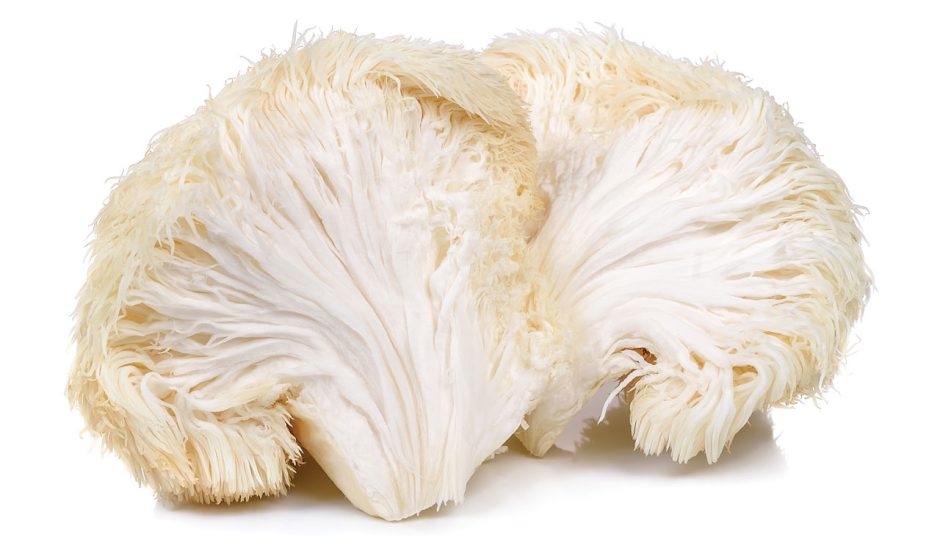 lion's mane mushrooms