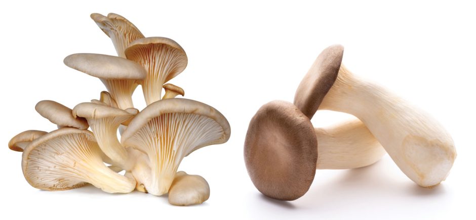 oyster mushrooms