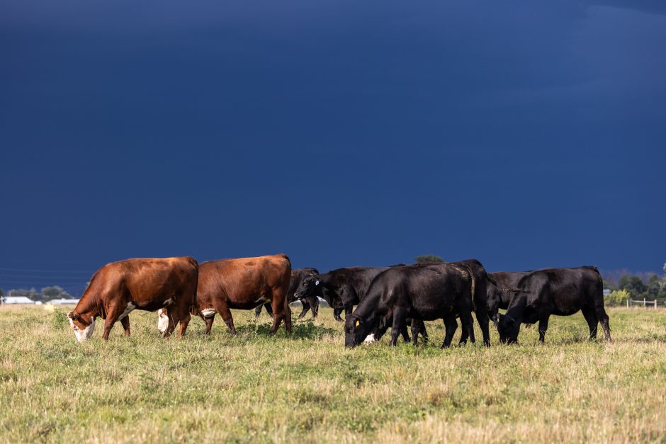 Beef cattle grazing.