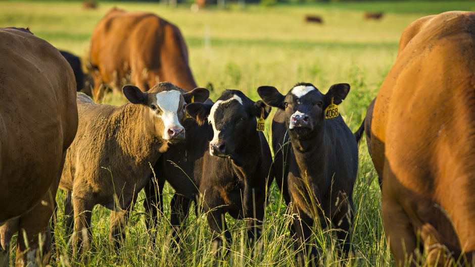 cows in a field