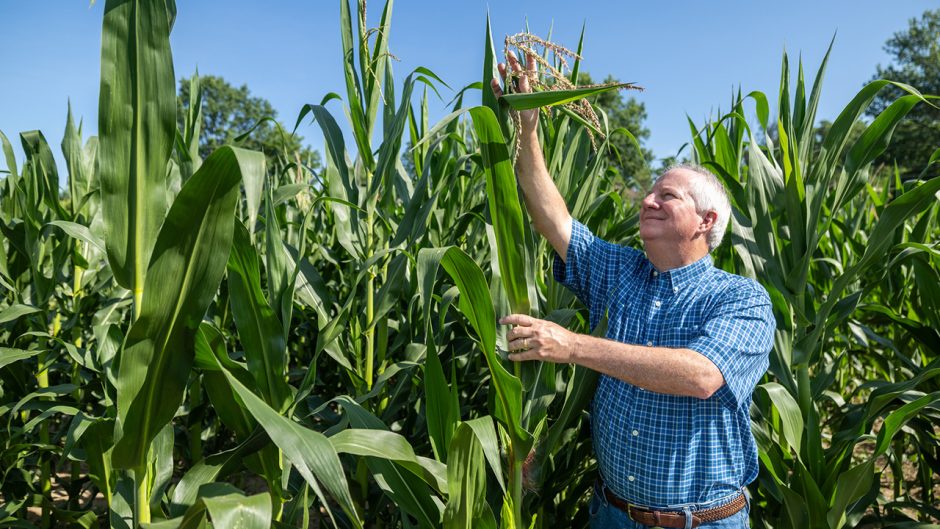 Rob Myers inspects maize plant