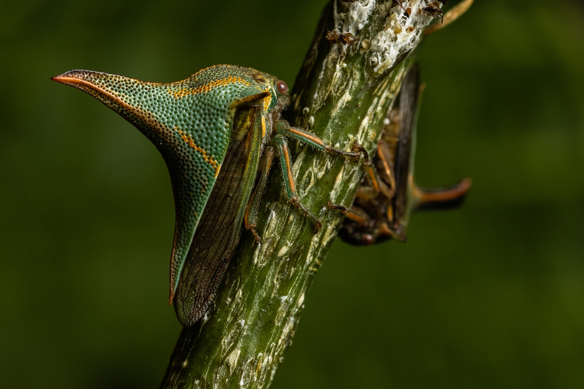 A treehopper on a plant stem