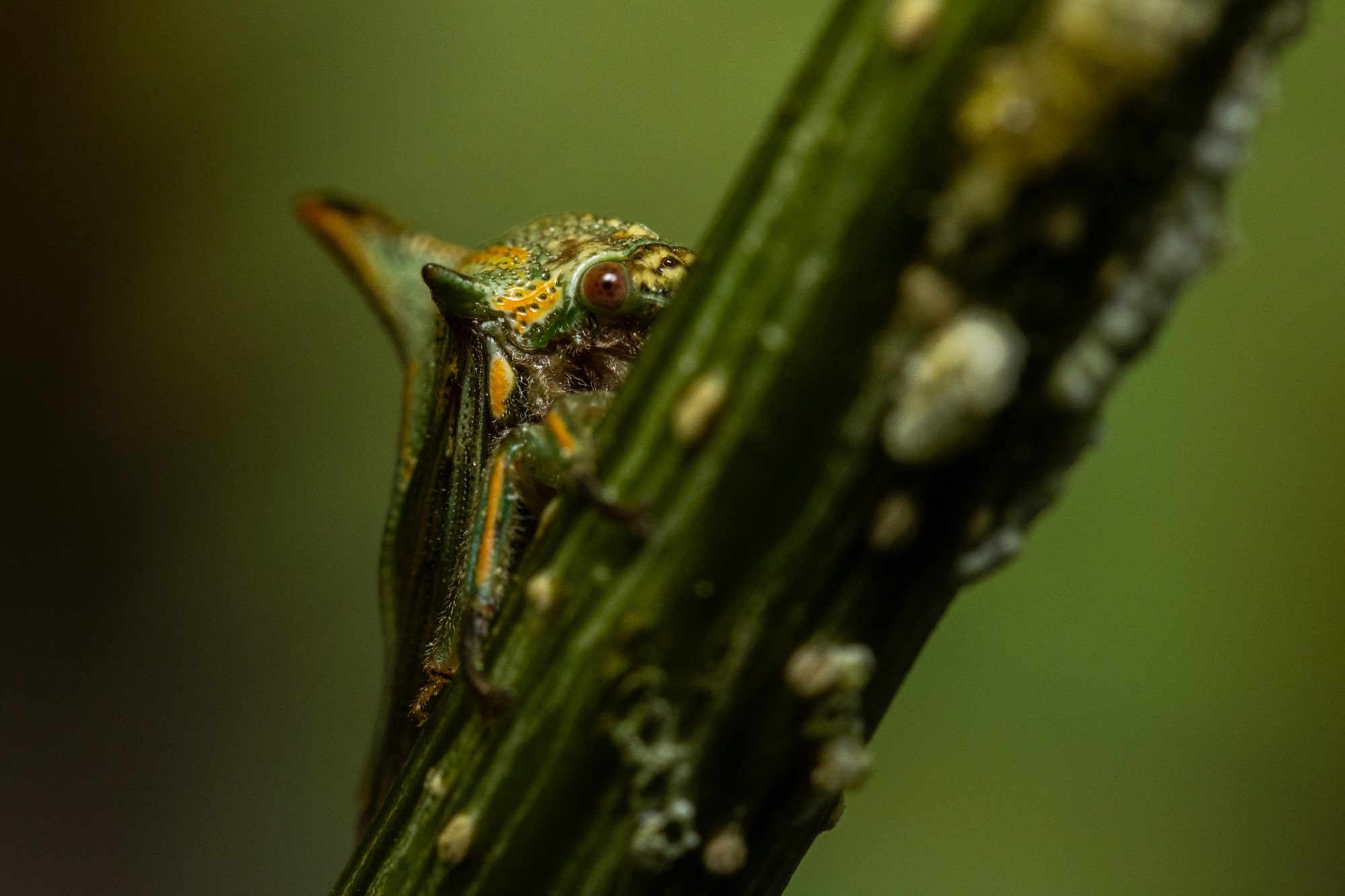 A treehopper on a plant stem