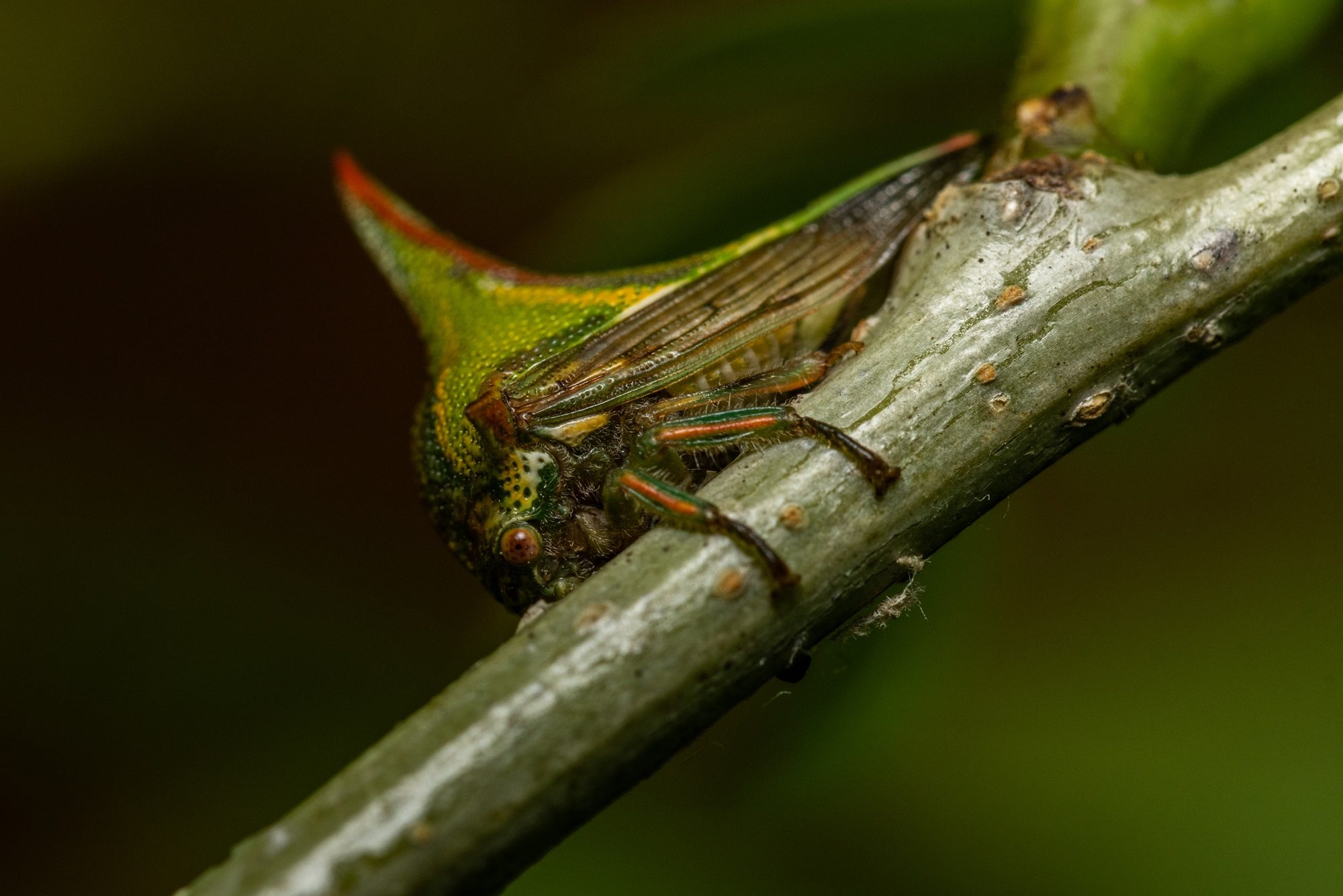 A treehopper on a plant stem