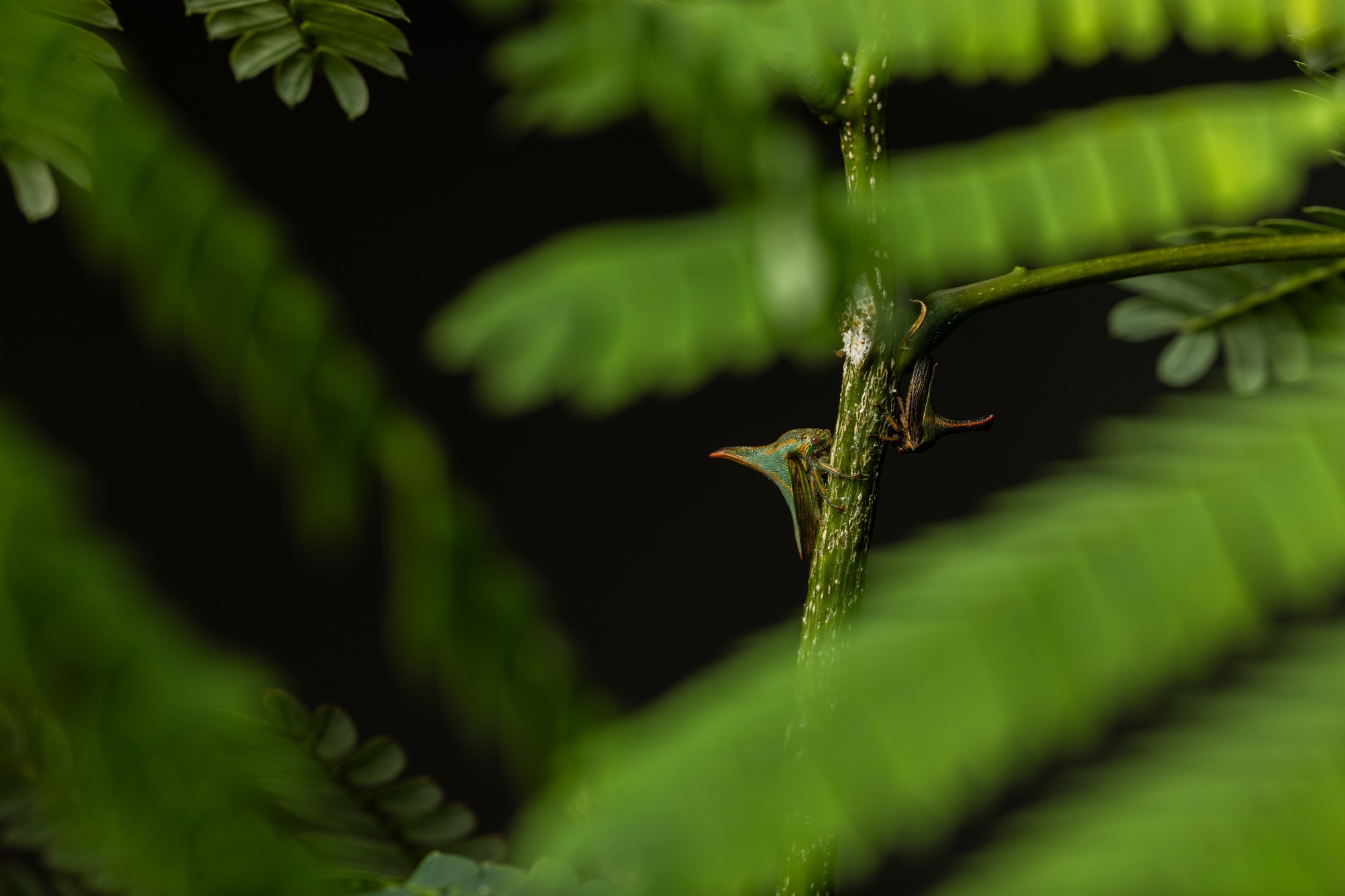 A treehopper on a plant stem