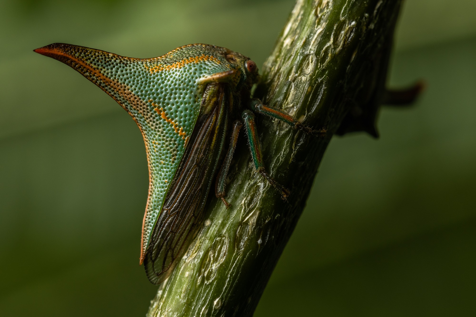 A treehopper on a plant stem