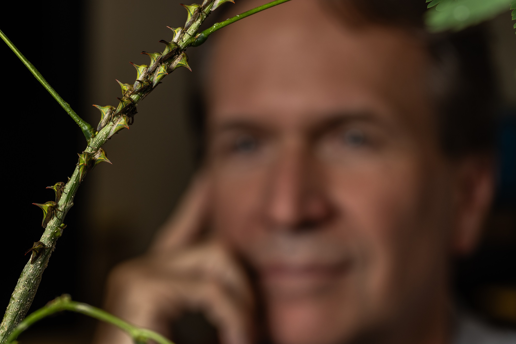 Rex Cocroft looking at treehoppers in his lab. Treehoppers are in focus, Rex is not.