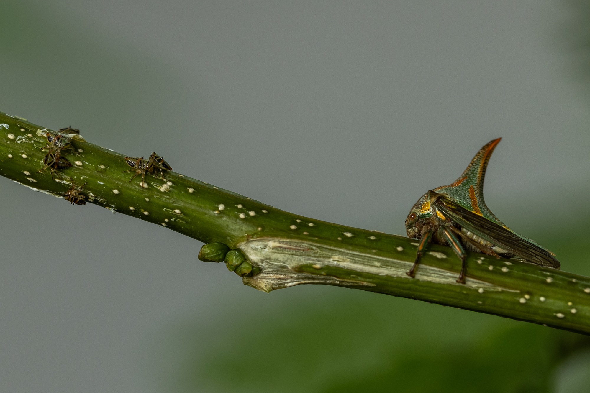 A treehopper on a plant stem