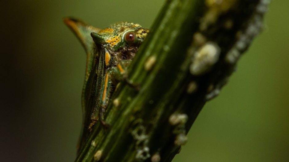 A treehopper on a plant stem