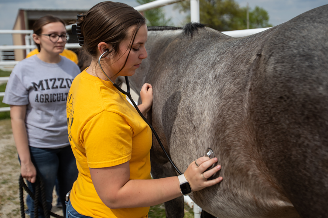 Mizzou students monitoring the health of a horse.