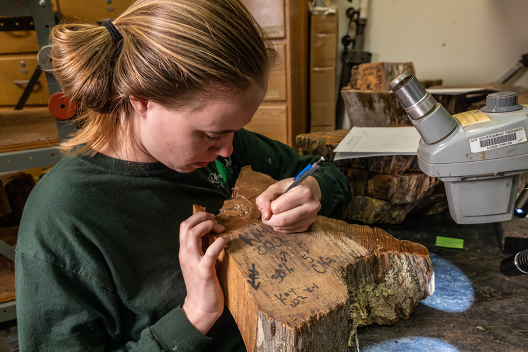 A student making documentation marks on a tree stump.