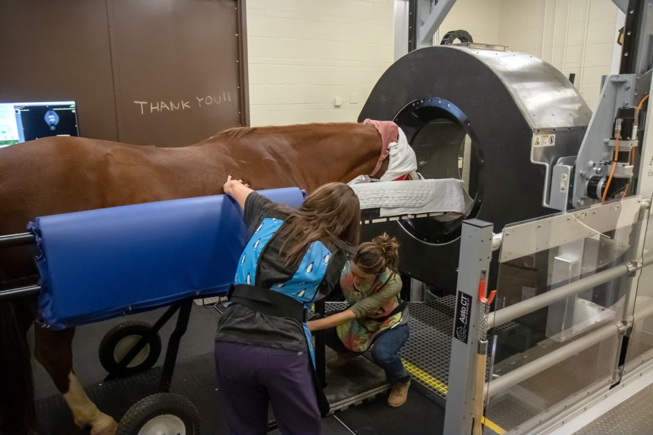 Students scan a horse using a standing scanner