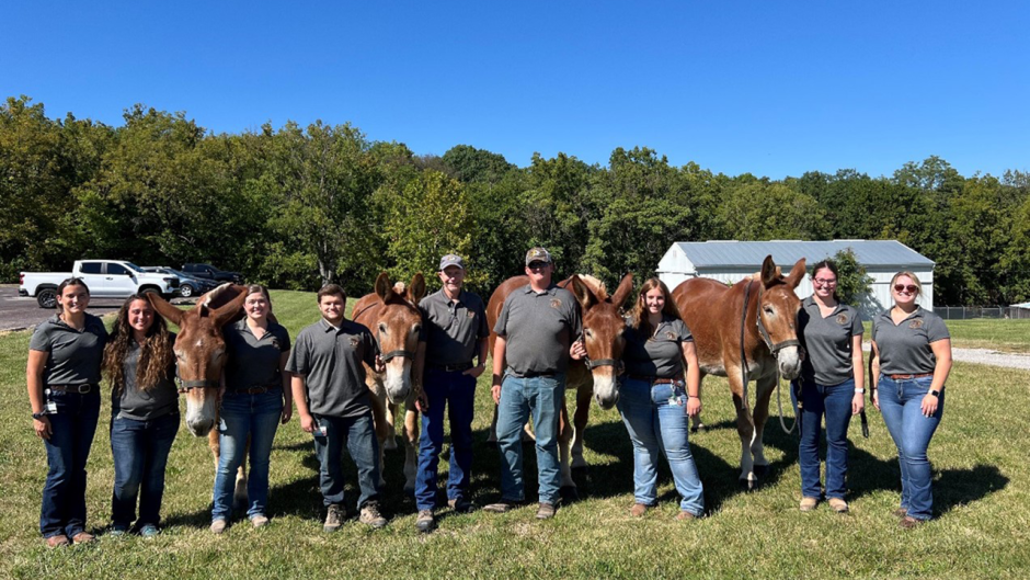 Mule Team students taking care of the Mizzou mules.