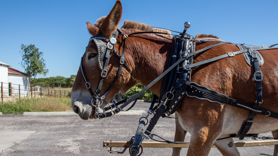 Missouri mules pulling a wagon.