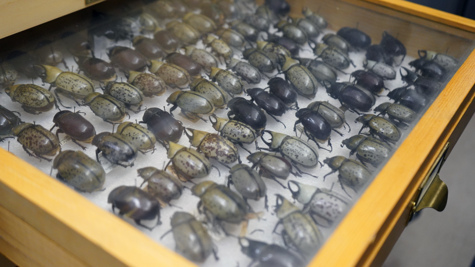 display of beetle specimens