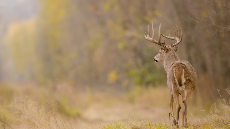 White-tailed deer.