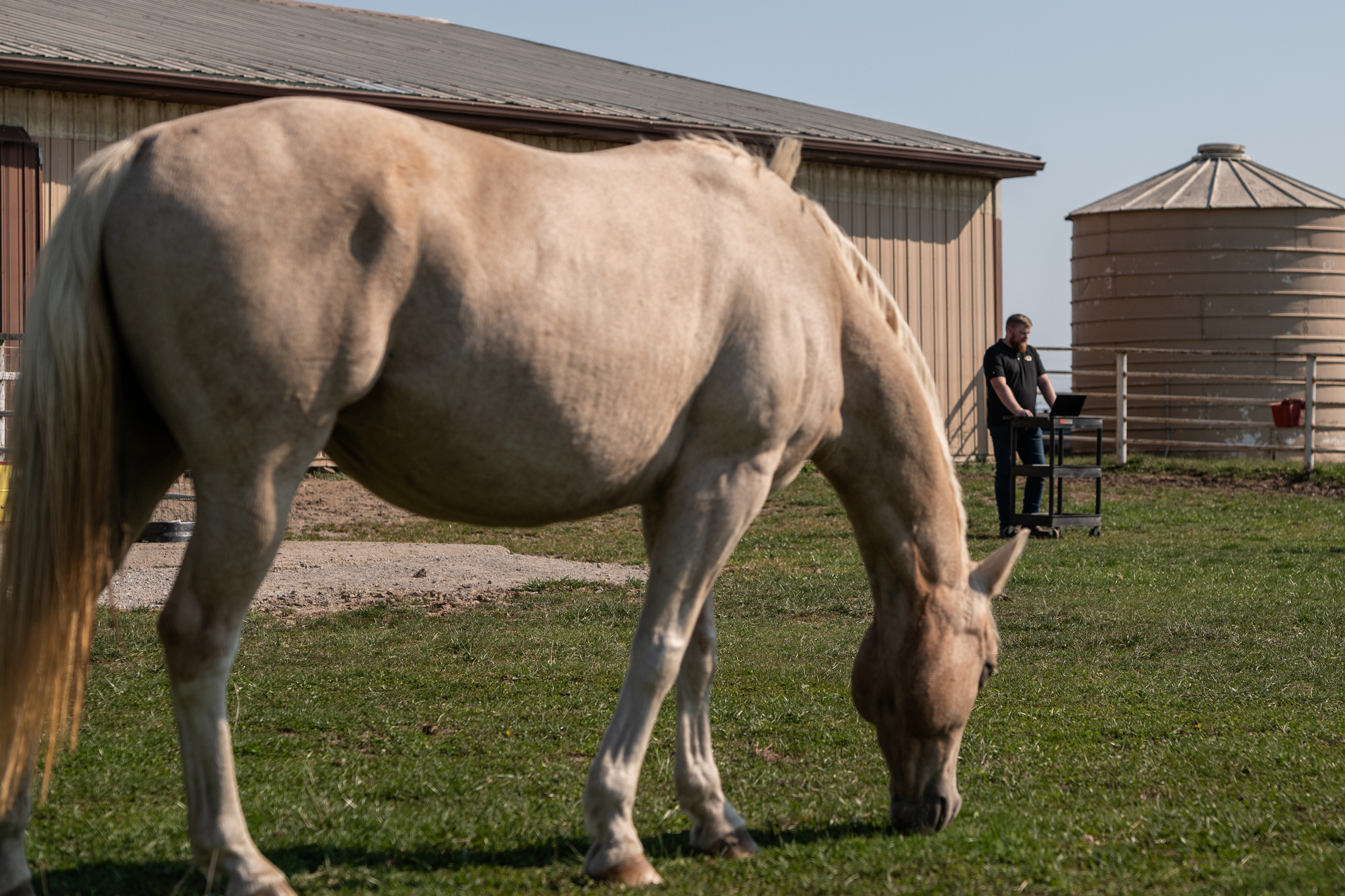 White horse