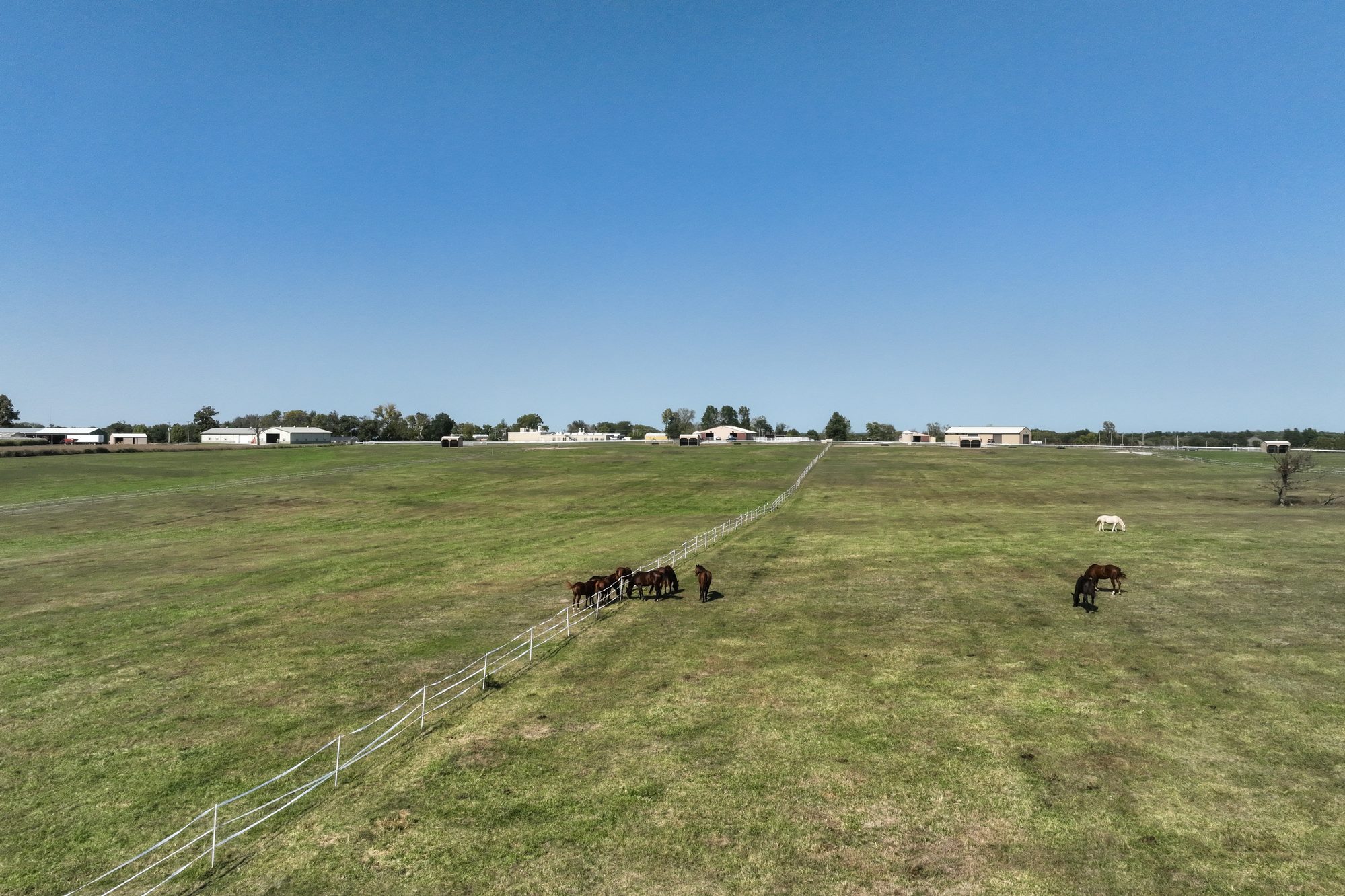 Horses in a field