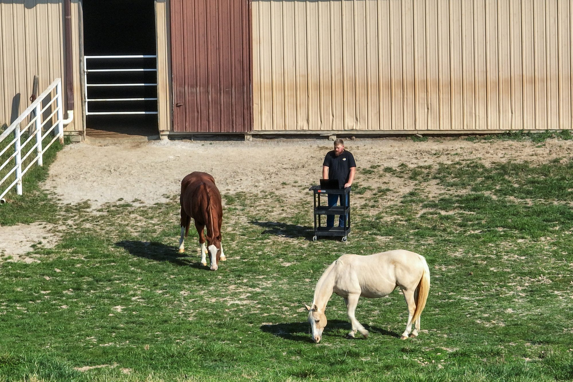 A man and two horses in a field