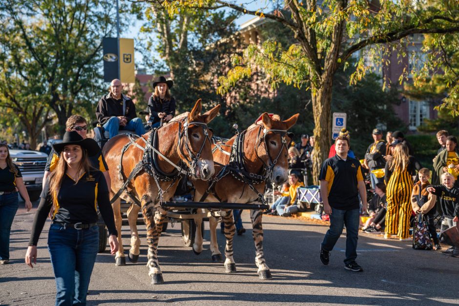 Mules at parade