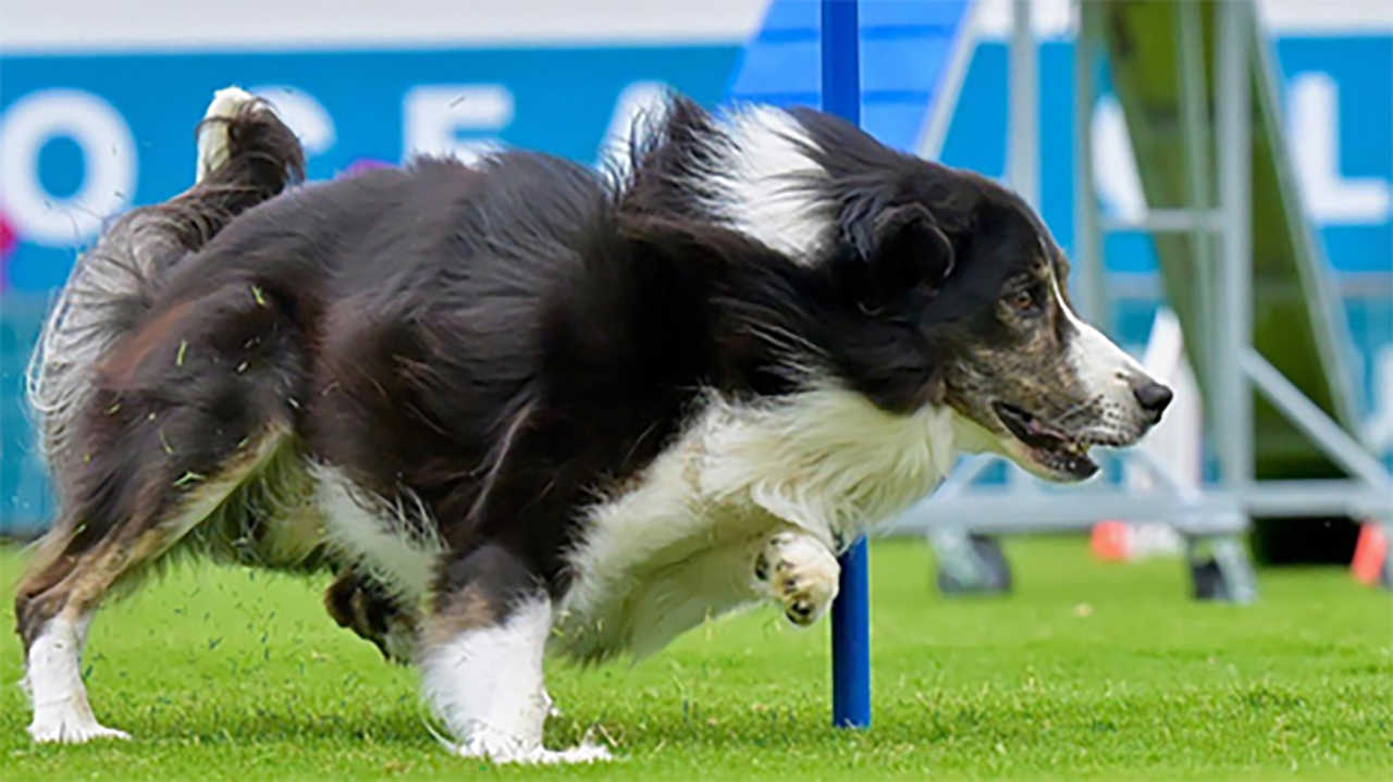 Rhoen competing at an agility event.