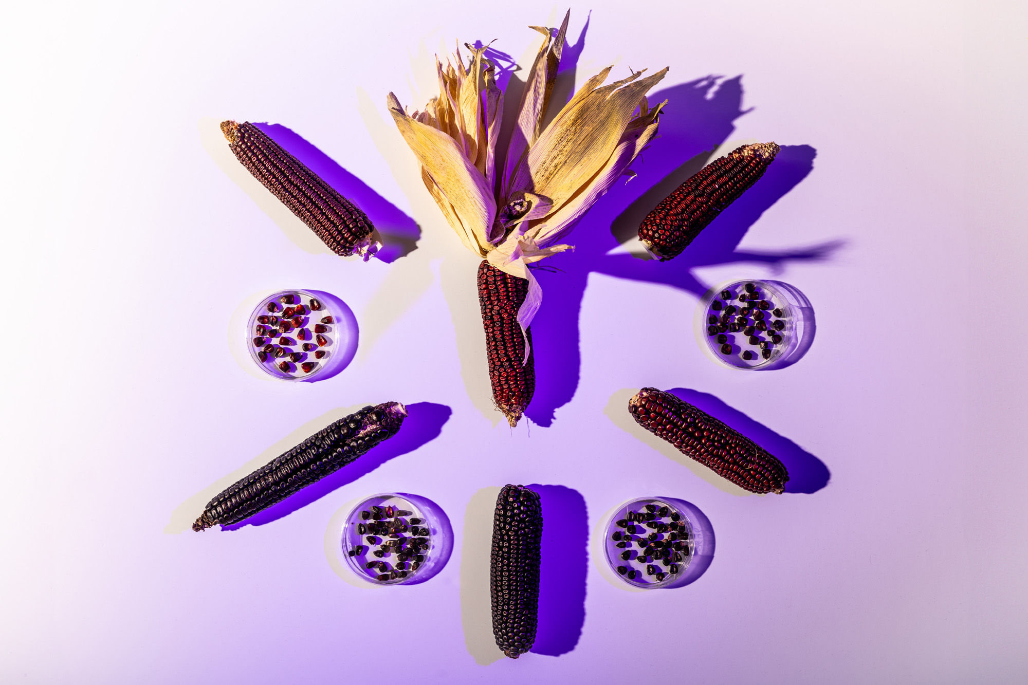 Purple corn and kernels