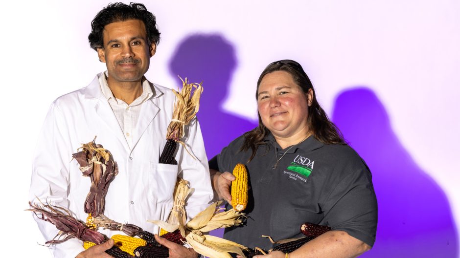 Two people holding corn