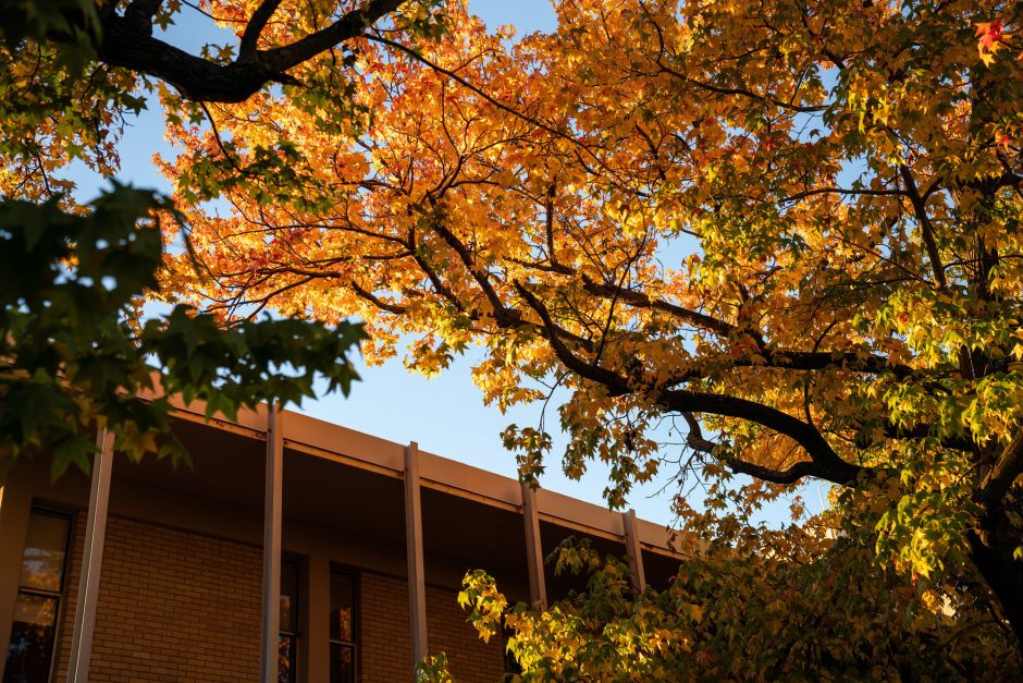 Orange leaves frame a campus building