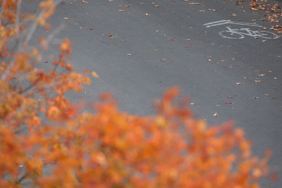 Orange leaves