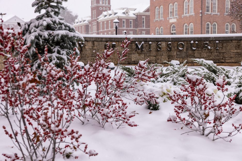 Snow on plants