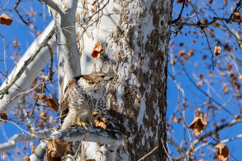 A hawk in a tree