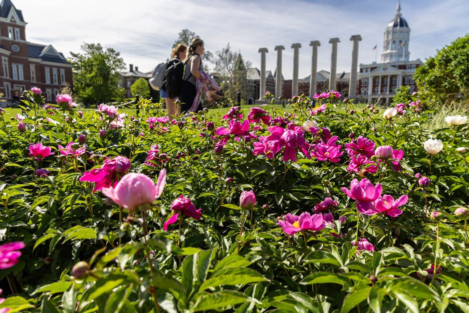 Pink flowers on campus