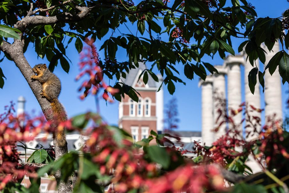 Squirrel in tree on campus