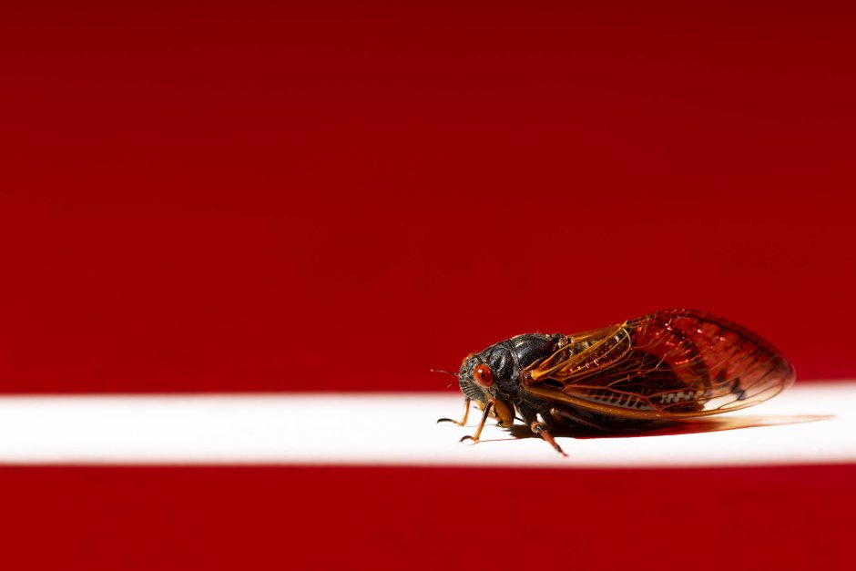 A cicada on white surrounded by red background