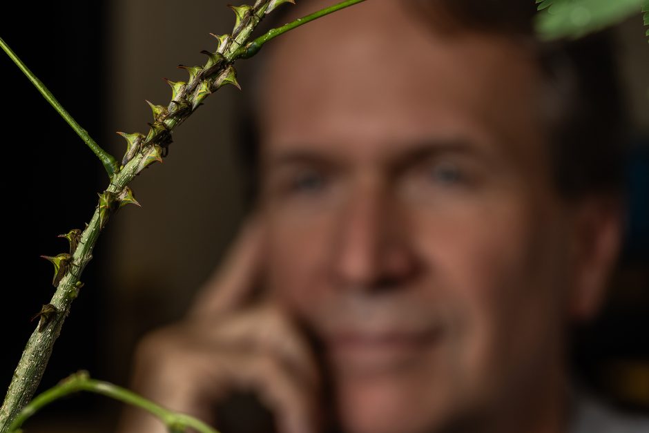 A man looks at treehoppers on a branch